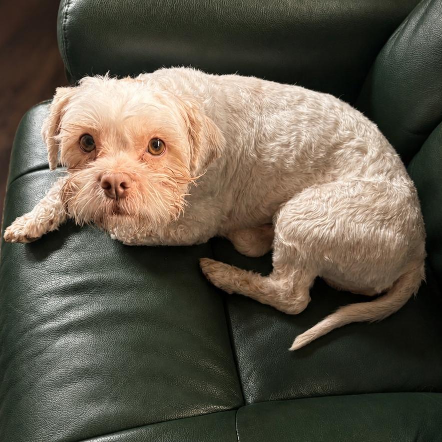 Enlarge Crew, a Adoptable mixed breed in Cashmere, WA image 2/4