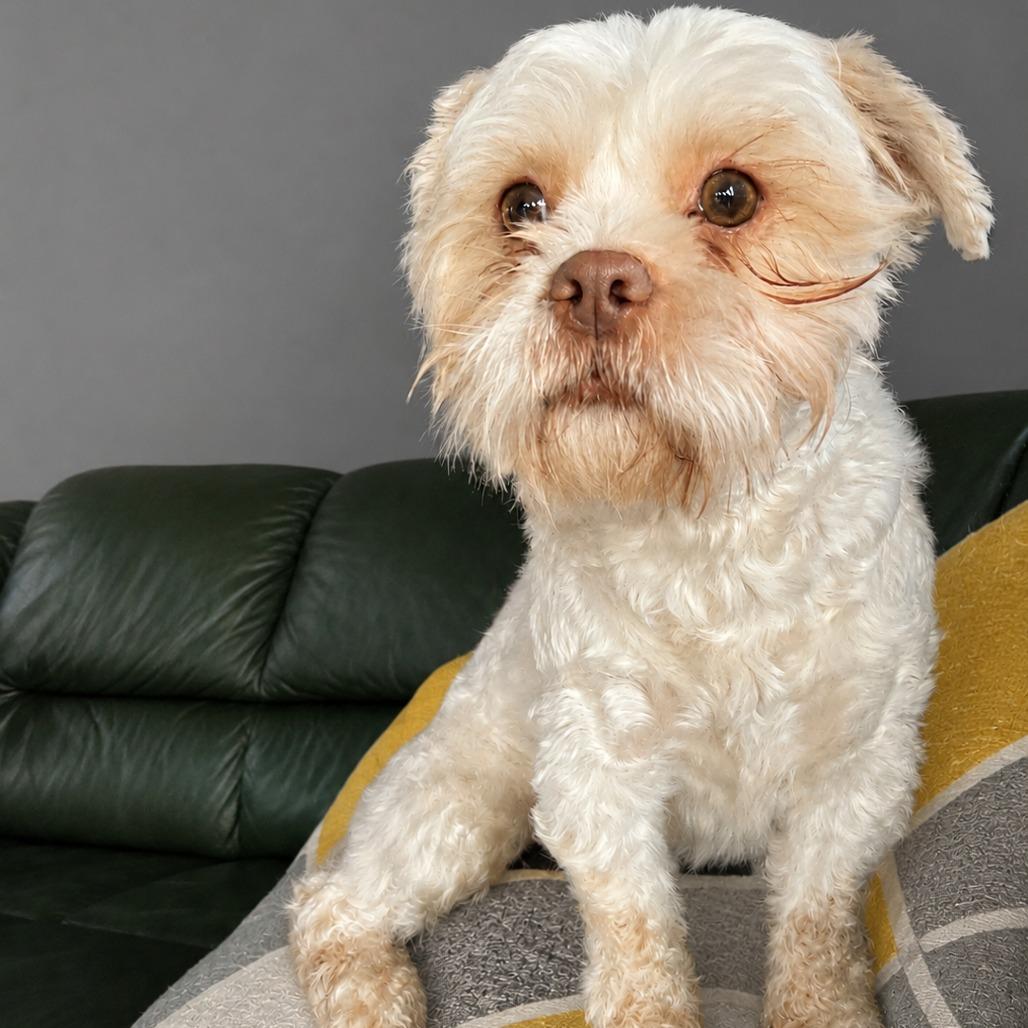 Enlarge Crew, a Adoptable mixed breed in Cashmere, WA image 4/4