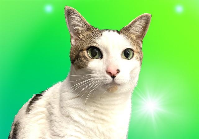 IVAN, Adoptable, Adult Male Domestic Short Hair.