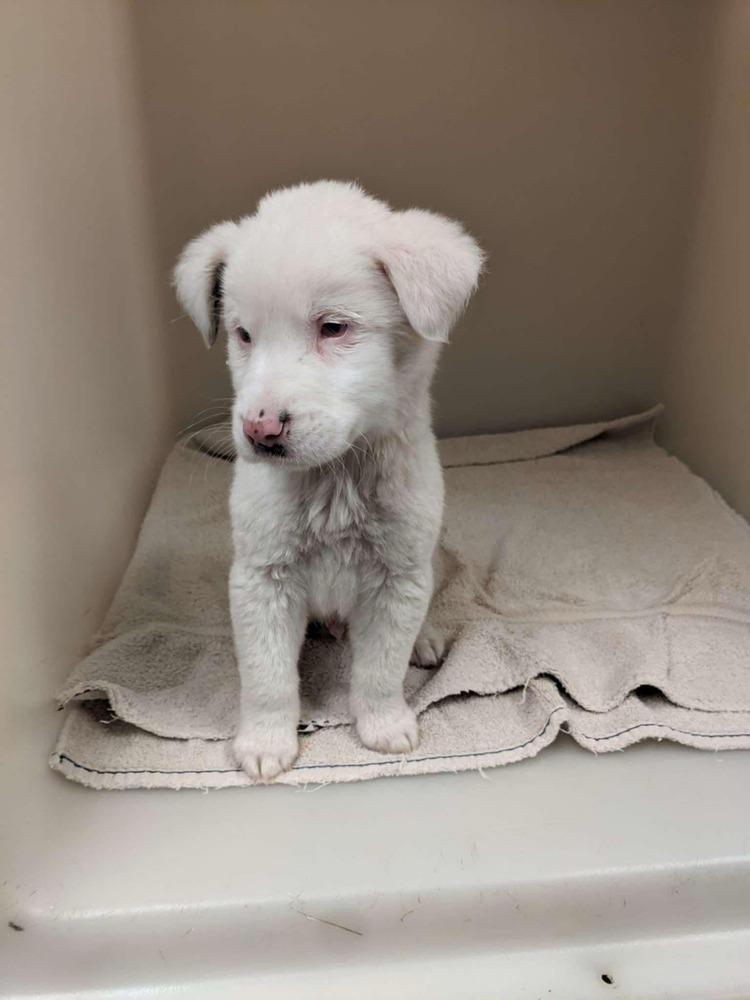 Matt Murdock FL, Adoptable, Young Male Australian Shepherd & Mixed Breed.