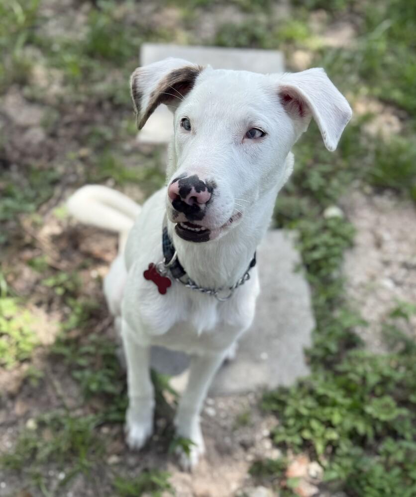 Matt Murdock FL, a Adoptable mixed breed image 2/4