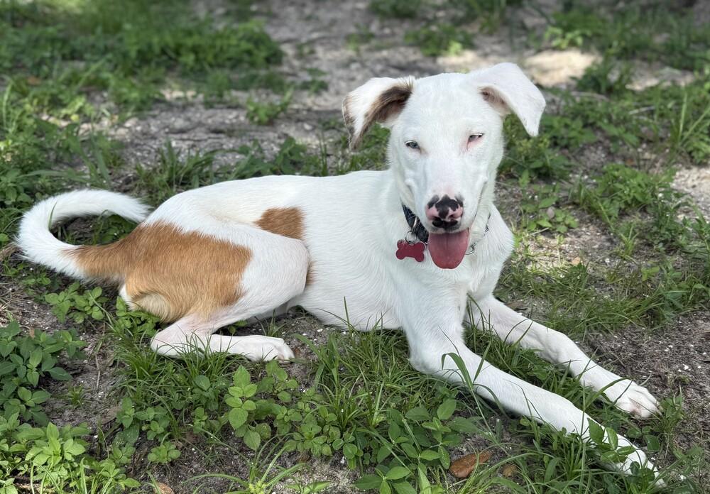 Matt Murdock FL, a Adoptable mixed breed image 3/4