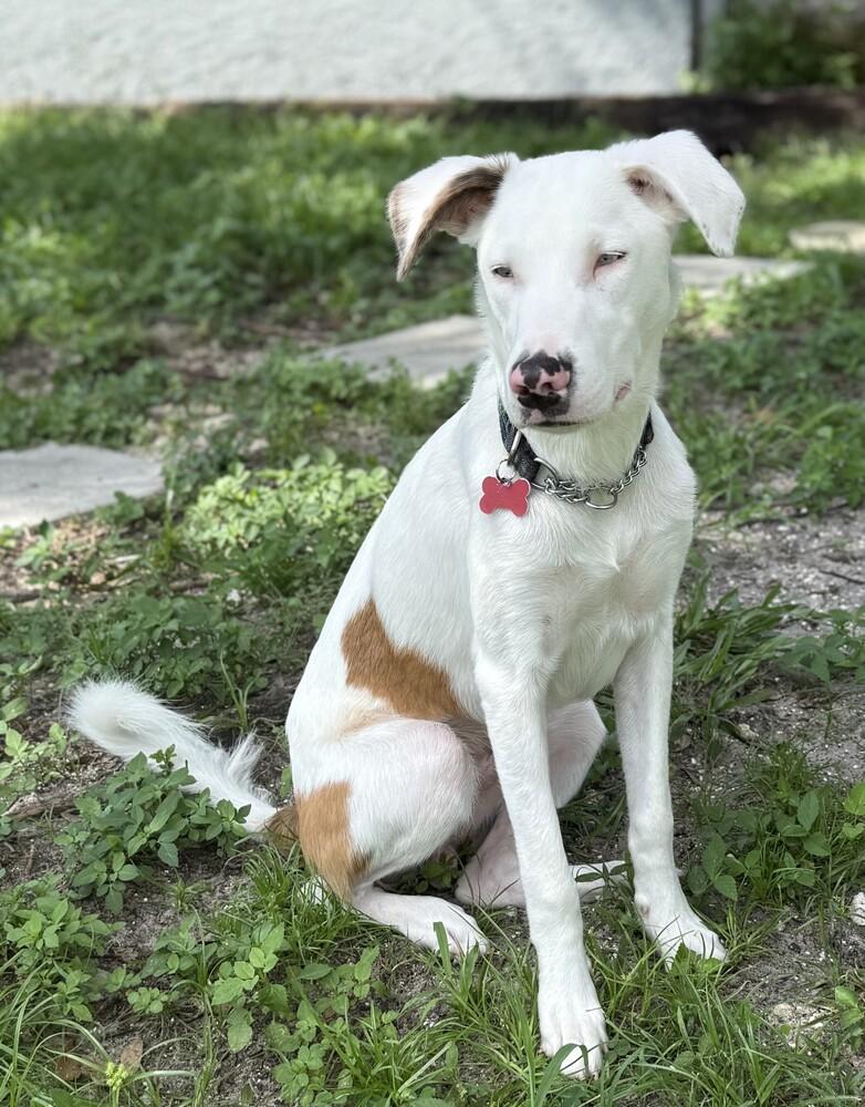 Matt Murdock FL, a Adoptable mixed breed image 4/4