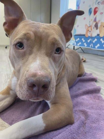 Channing, Adoptable, Adult Male Pit Bull Terrier & Mixed Breed.