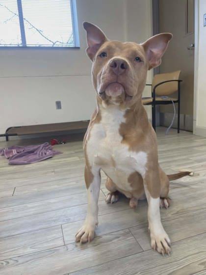 Enlarge Channing, a Adoptable mixed breed in South Bend, IN image 2/3