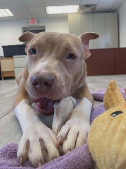 Enlarge Channing, a Adoptable mixed breed in South Bend, IN image 3/3