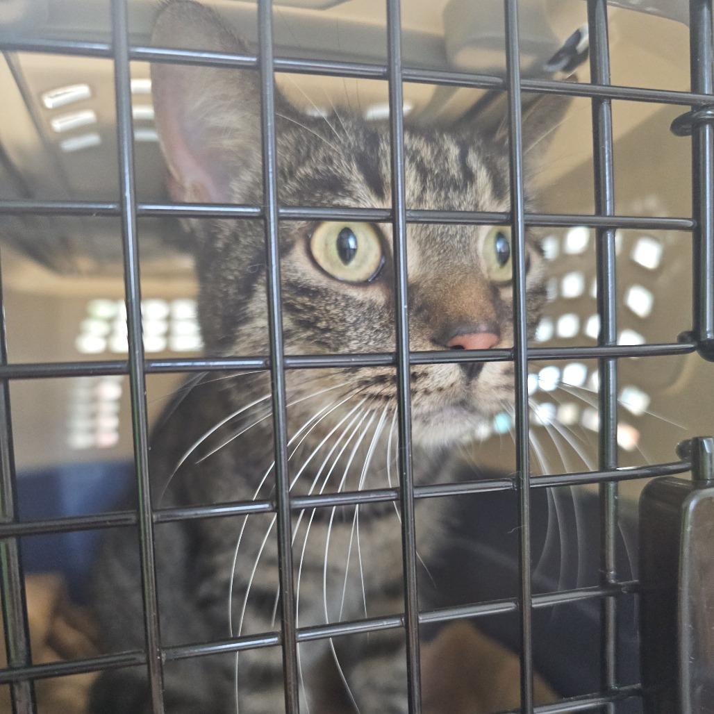 Sophie #1, Adoptable, Adult Female Domestic Short Hair.