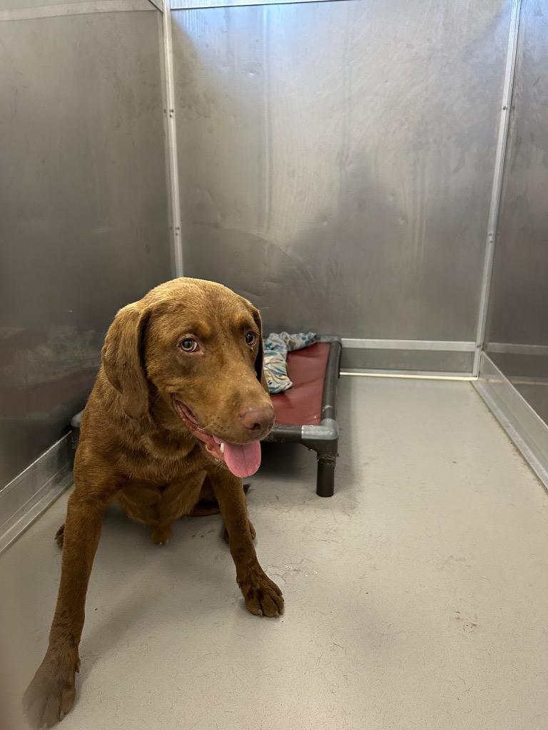 Enlarge Curvis, a Adoptable Labrador Retriever in Oxford, NC image 1/1