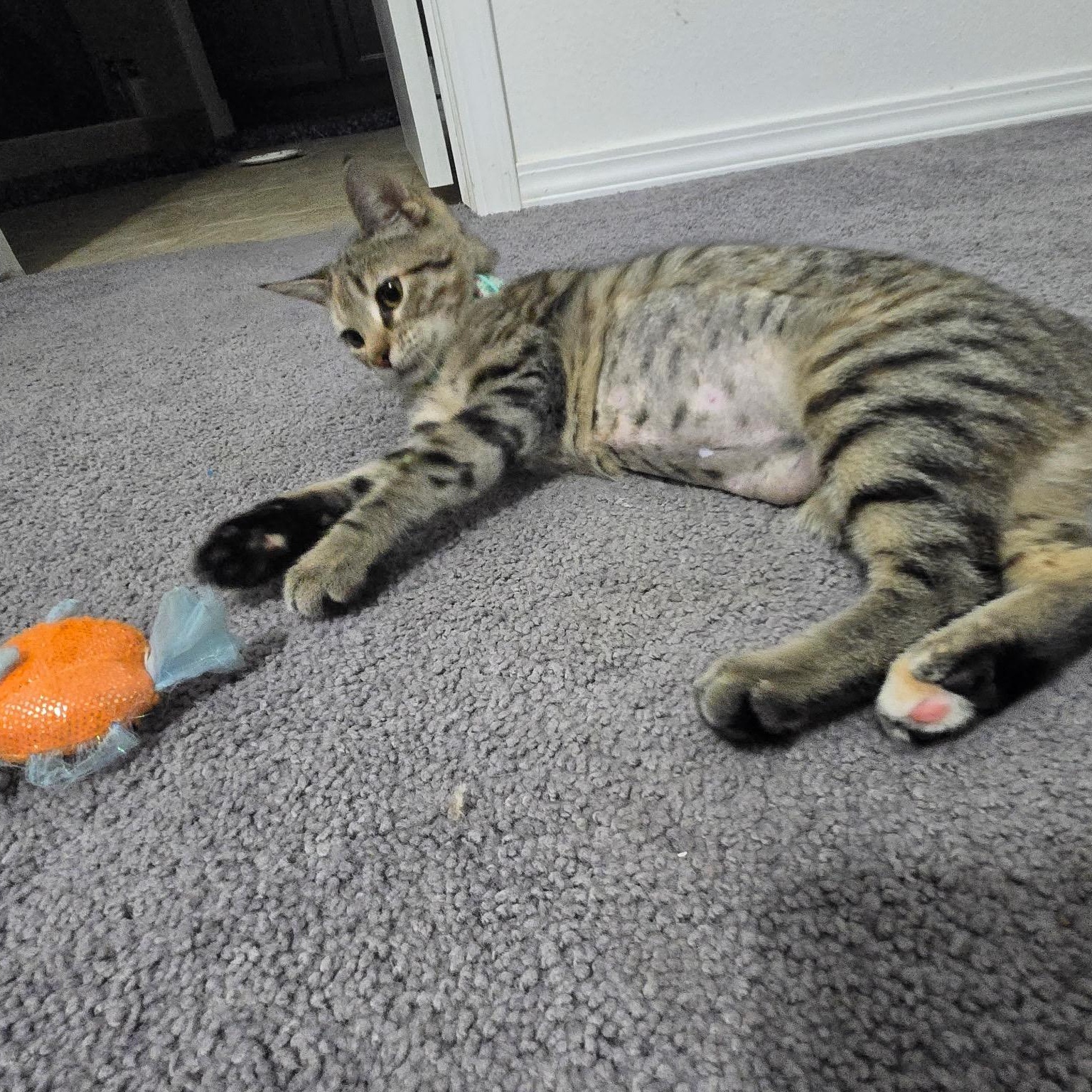 Asuki, a Adoptable American Shorthair in Spring, TX image 6/6