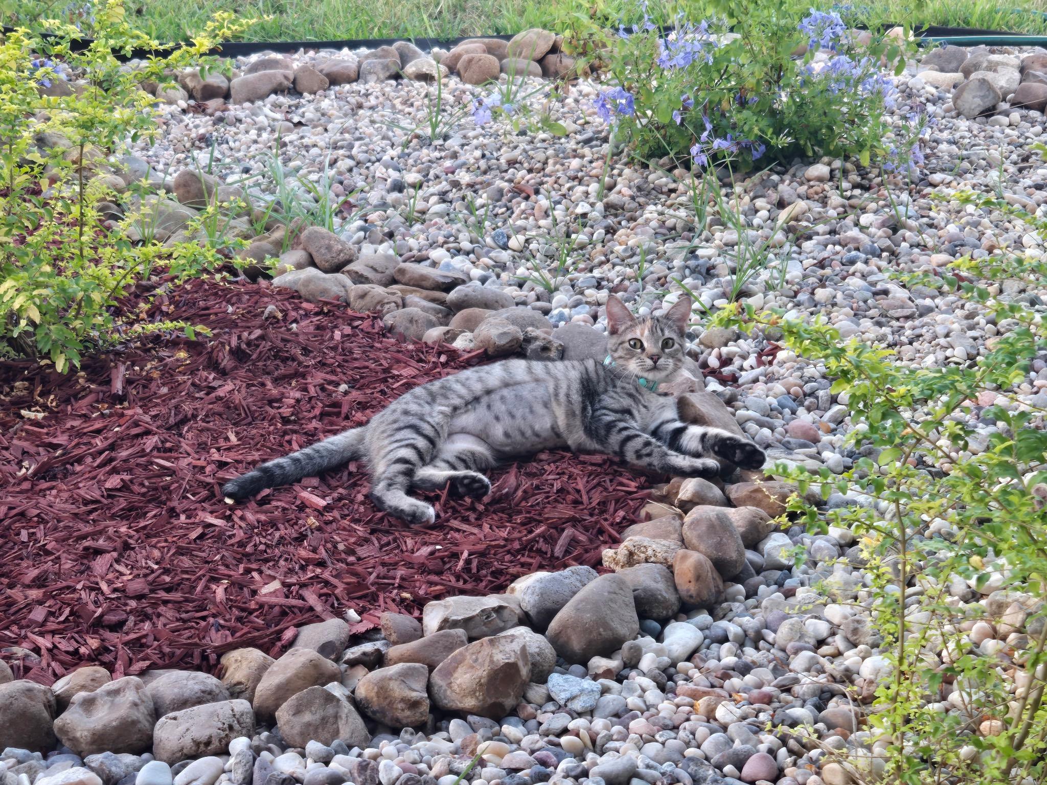 Asuki, a Adoptable American Shorthair in Spring, TX image 2/6