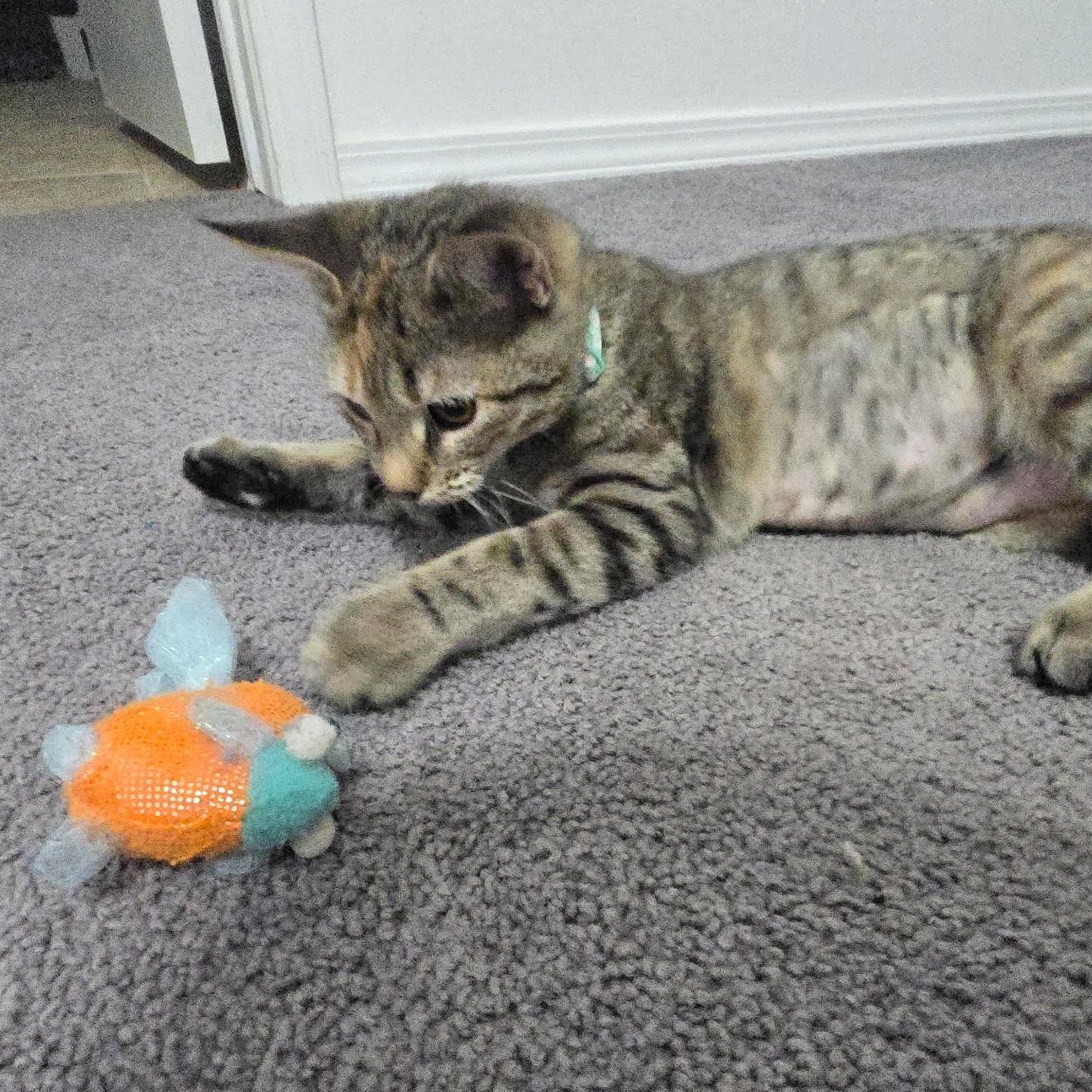 Asuki, a Adoptable American Shorthair in Spring, TX image 3/6