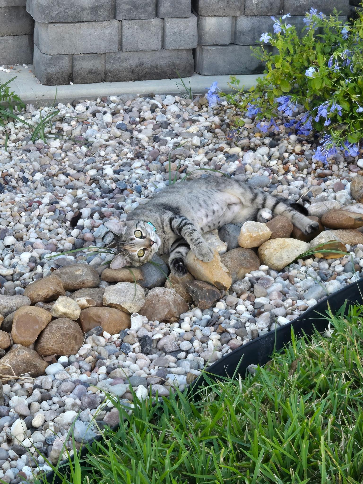 Asuki, a Adoptable American Shorthair in Spring, TX image 5/6