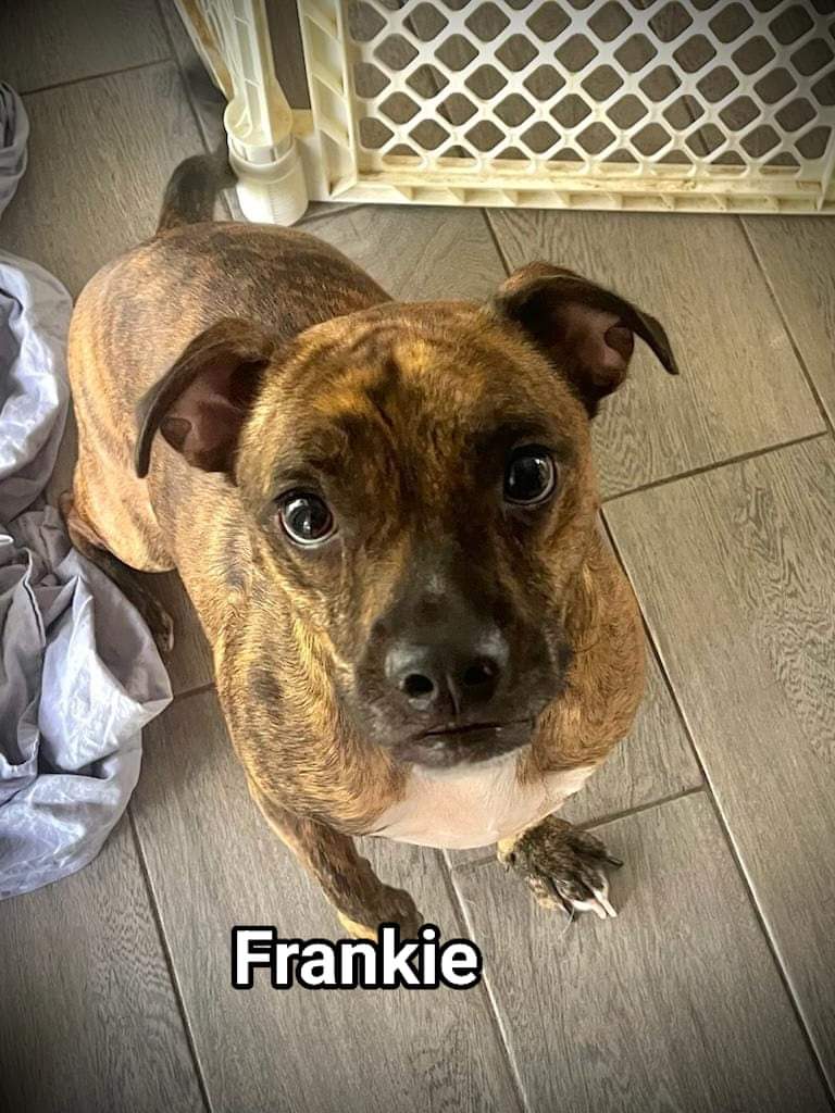 Frankie, Adult Male Boston Terrier