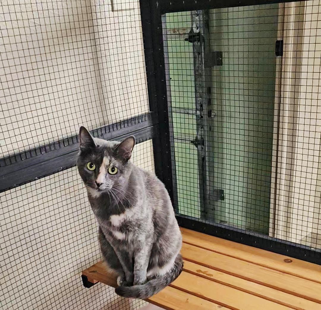 Enlarge Violet, a Adoptable Domestic Short Hair in Pinedale, WY image 1/5