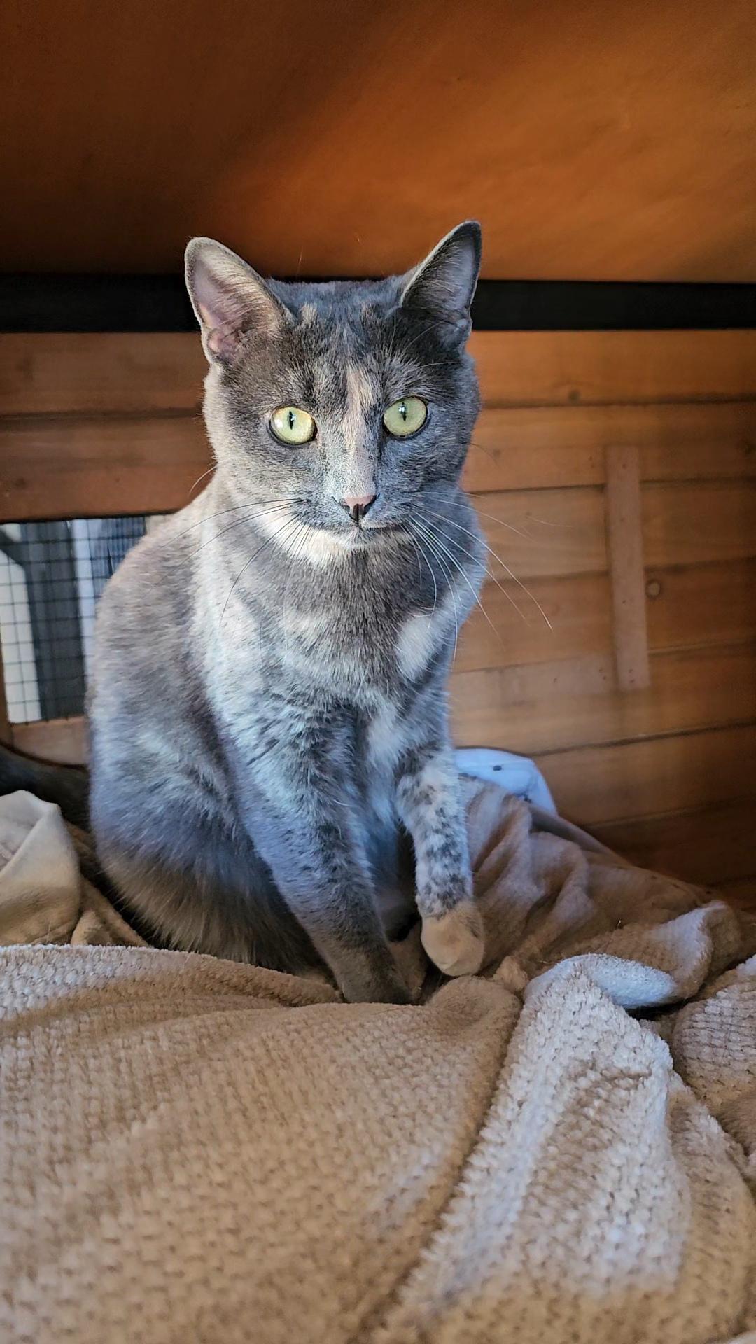 Enlarge Violet, a Adoptable Domestic Short Hair in Pinedale, WY image 2/5