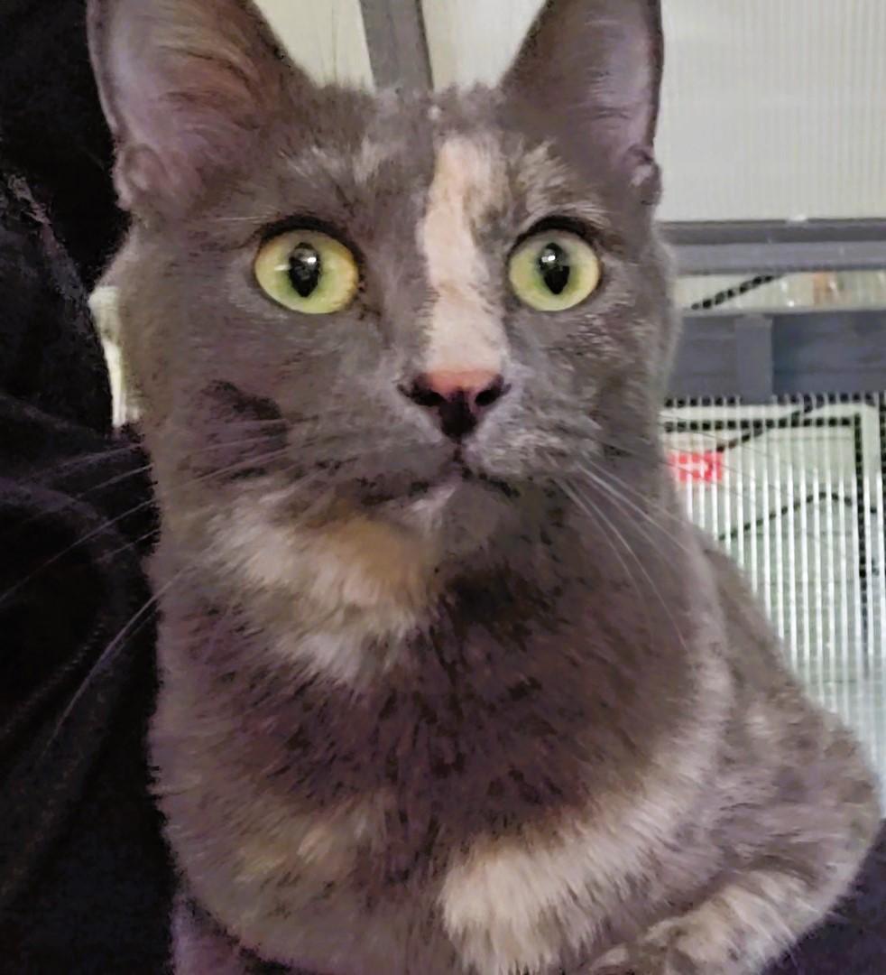 Violet, an adoptable Domestic Short Hair in Pinedale, WY, 82941 | Photo Image 3