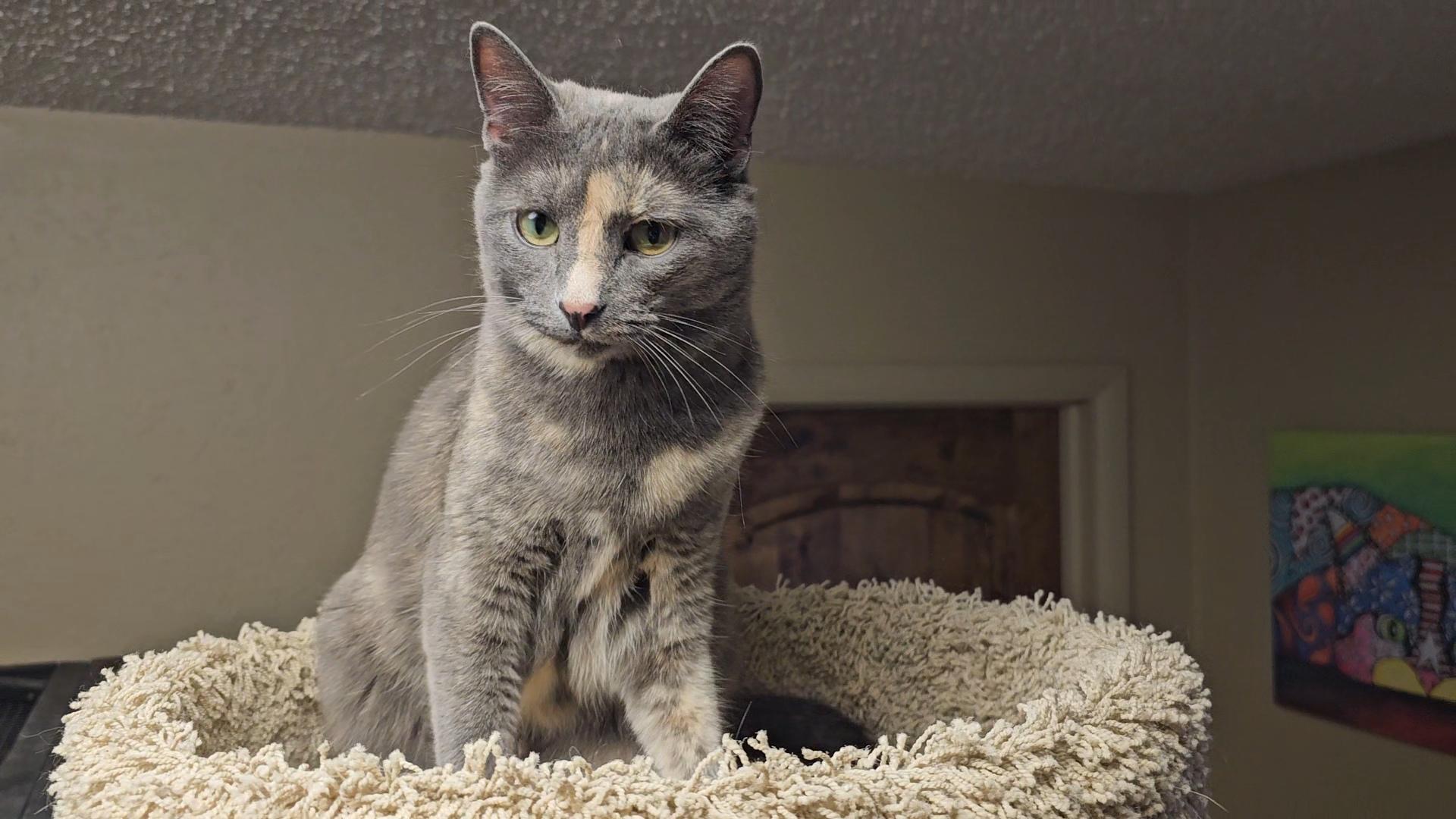 Enlarge Violet, a Adoptable Domestic Short Hair in Pinedale, WY image 5/5