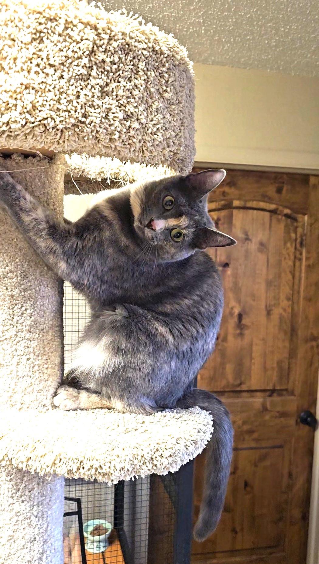 Violet, an adoptable Domestic Short Hair in Pinedale, WY, 82941 | Photo Image 1