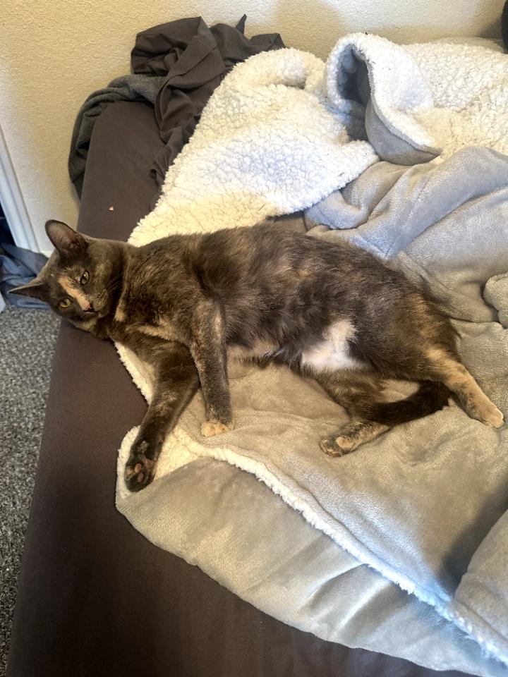 Violet, an adoptable Domestic Short Hair in Pinedale, WY, 82941 | Photo Image 4