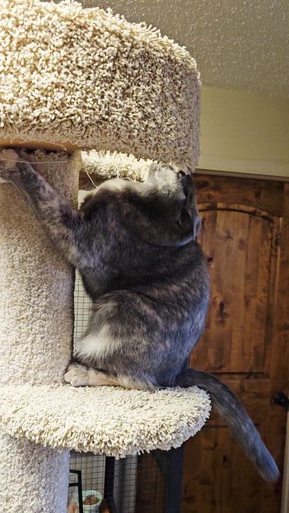 Enlarge Violet, a Adoptable Domestic Short Hair in Pinedale, WY video 4/5