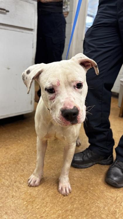 Enlarge Bubba, a Adoptable mixed breed in Madera, CA image 1/2