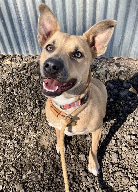 Enlarge SANDY, a Adoptable mixed breed in Albuquerque, NM image 1/1