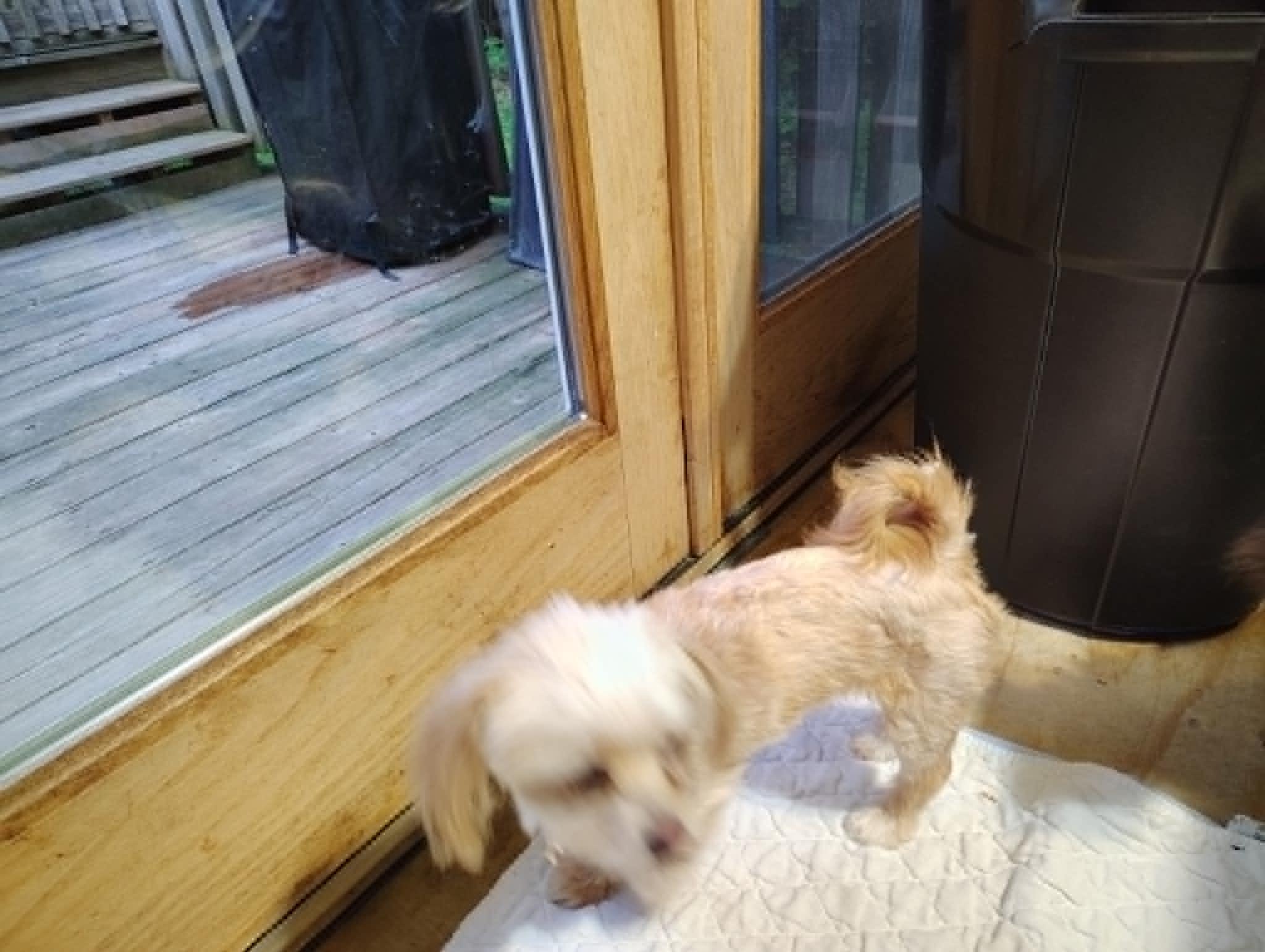 Enlarge Courtesy Post - CiCi, a ADOPTABLE mixed breed in Vernon, CT image 1/3