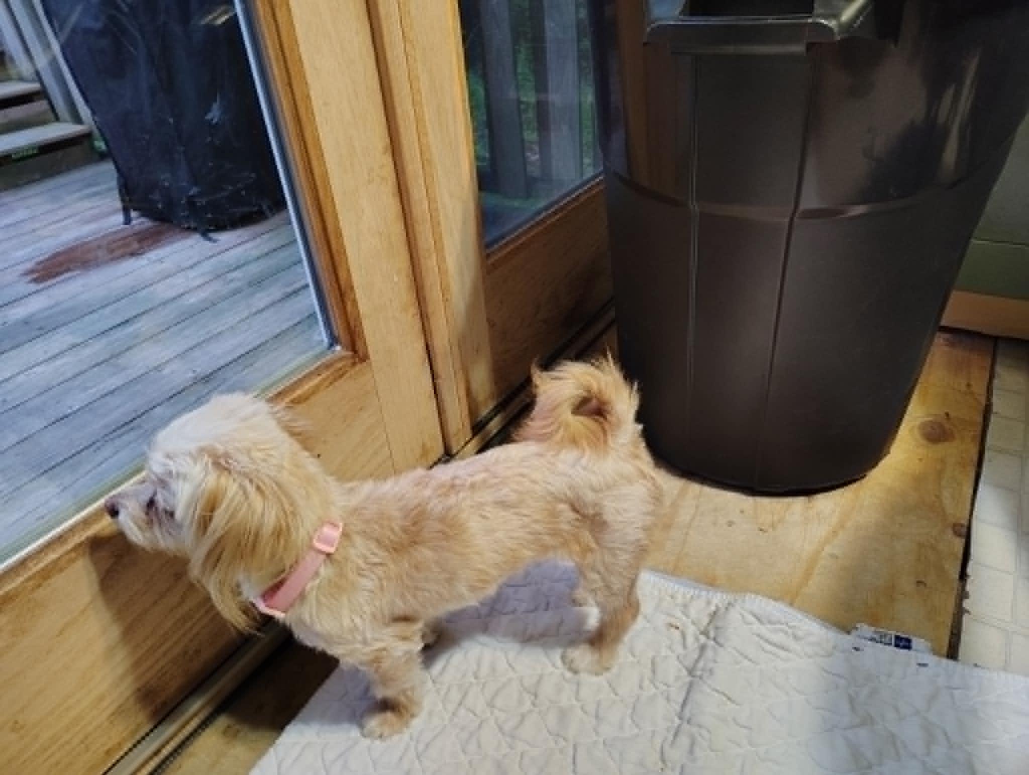 Enlarge Courtesy Post - CiCi, a ADOPTABLE mixed breed in Vernon, CT image 2/3