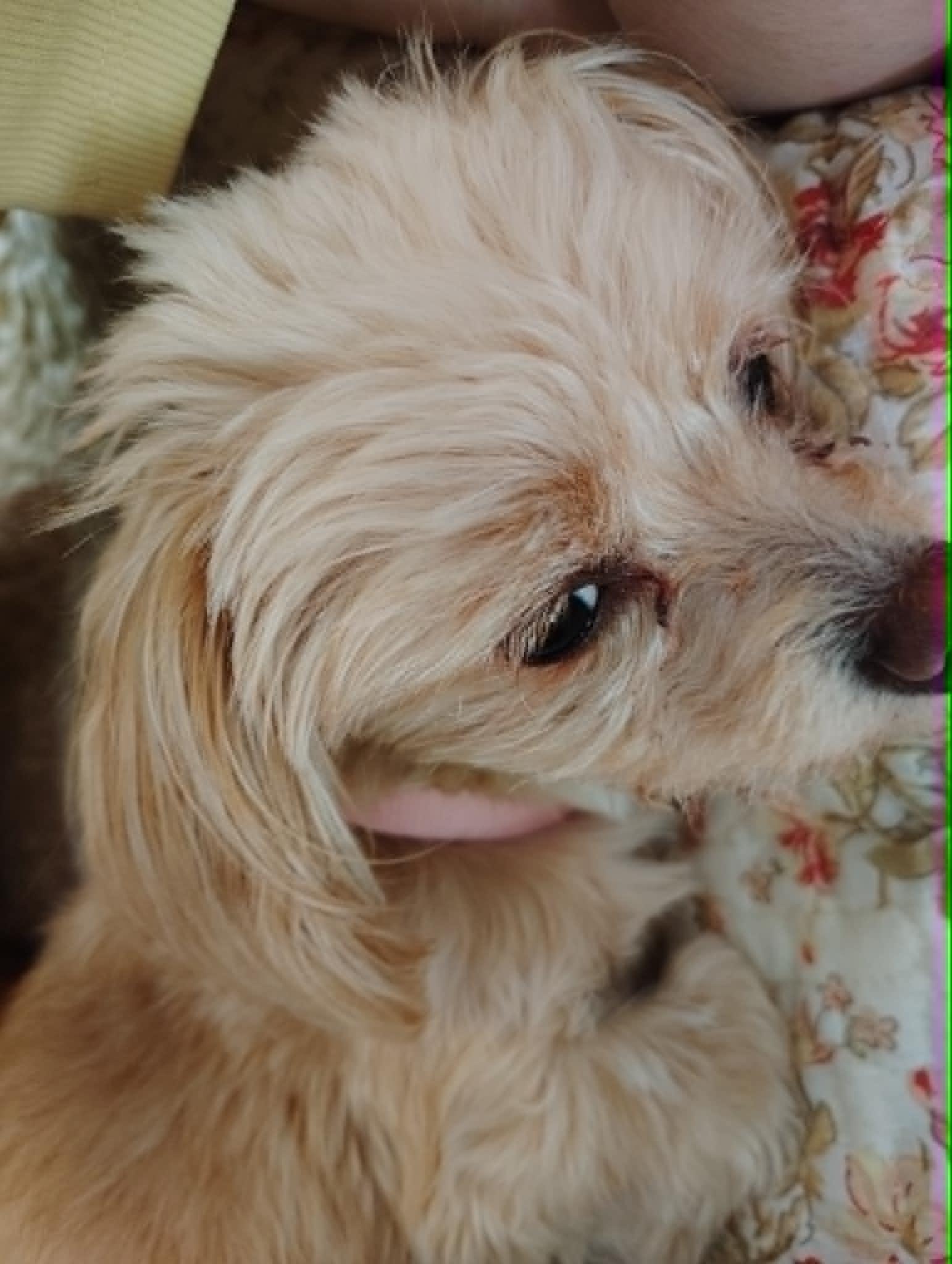 Enlarge Courtesy Post - CiCi, a ADOPTABLE mixed breed in Vernon, CT image 3/3