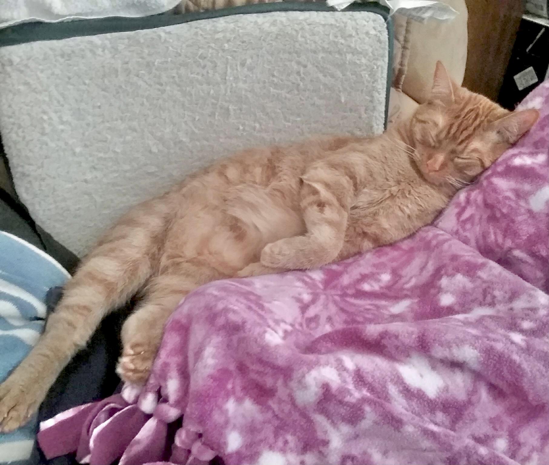 Rocky & Ollie — thumbnail 2