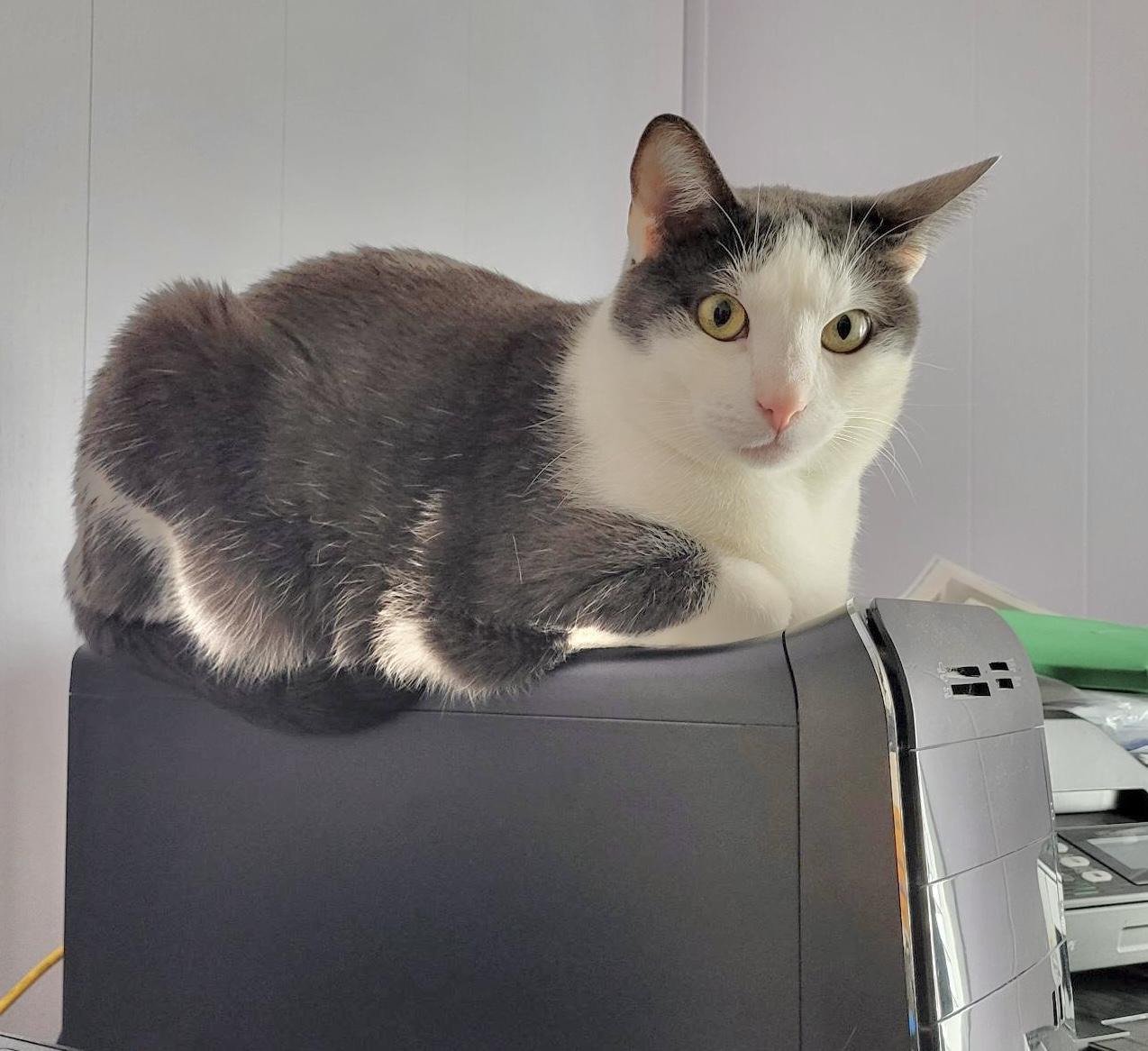 Rocky & Ollie — thumbnail 3