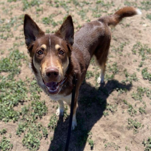 VINNY, Adoptable, Young Male Husky.
