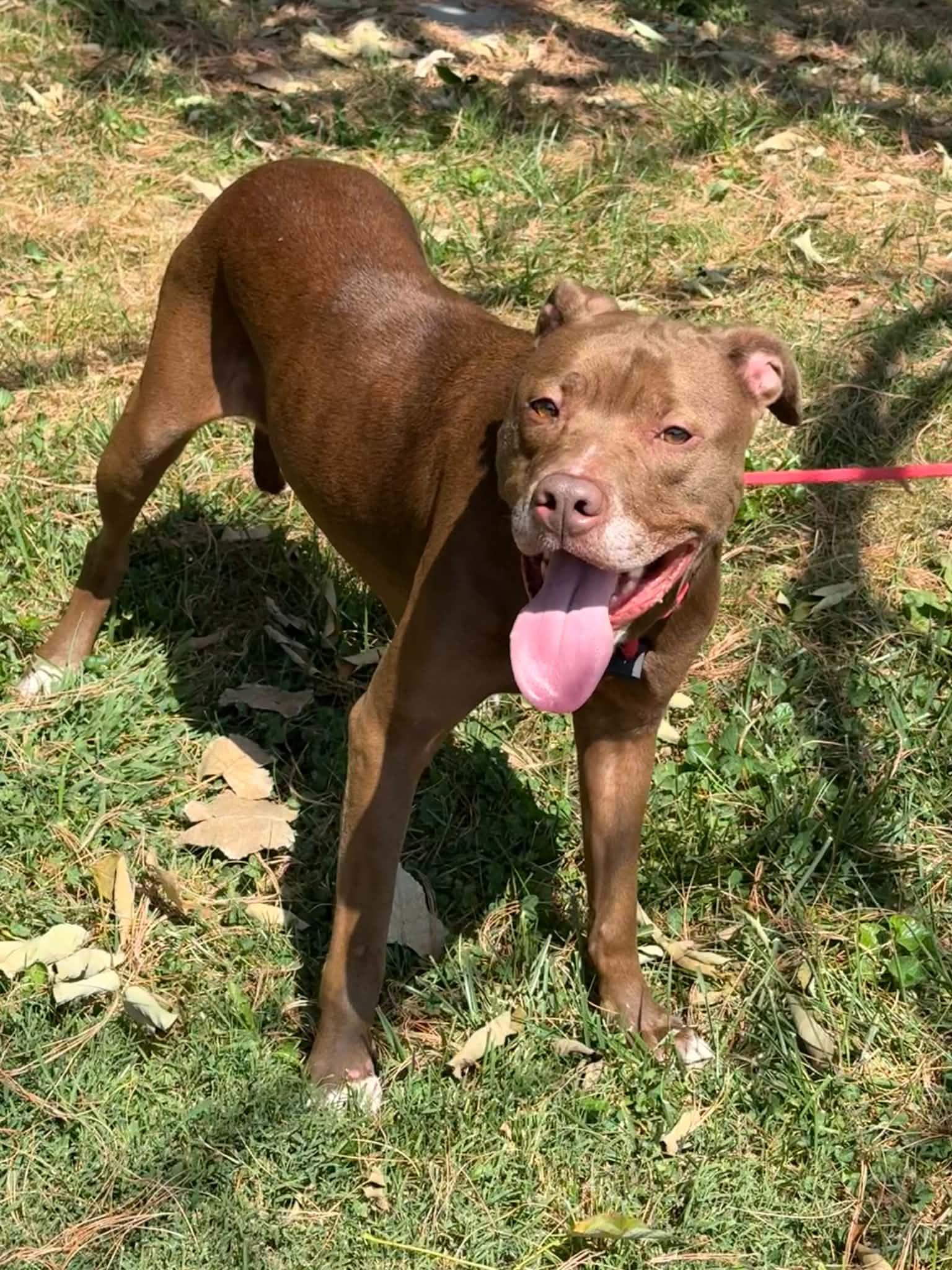Enlarge June, an adopted mixed breed in Springfield, IL image 2/2