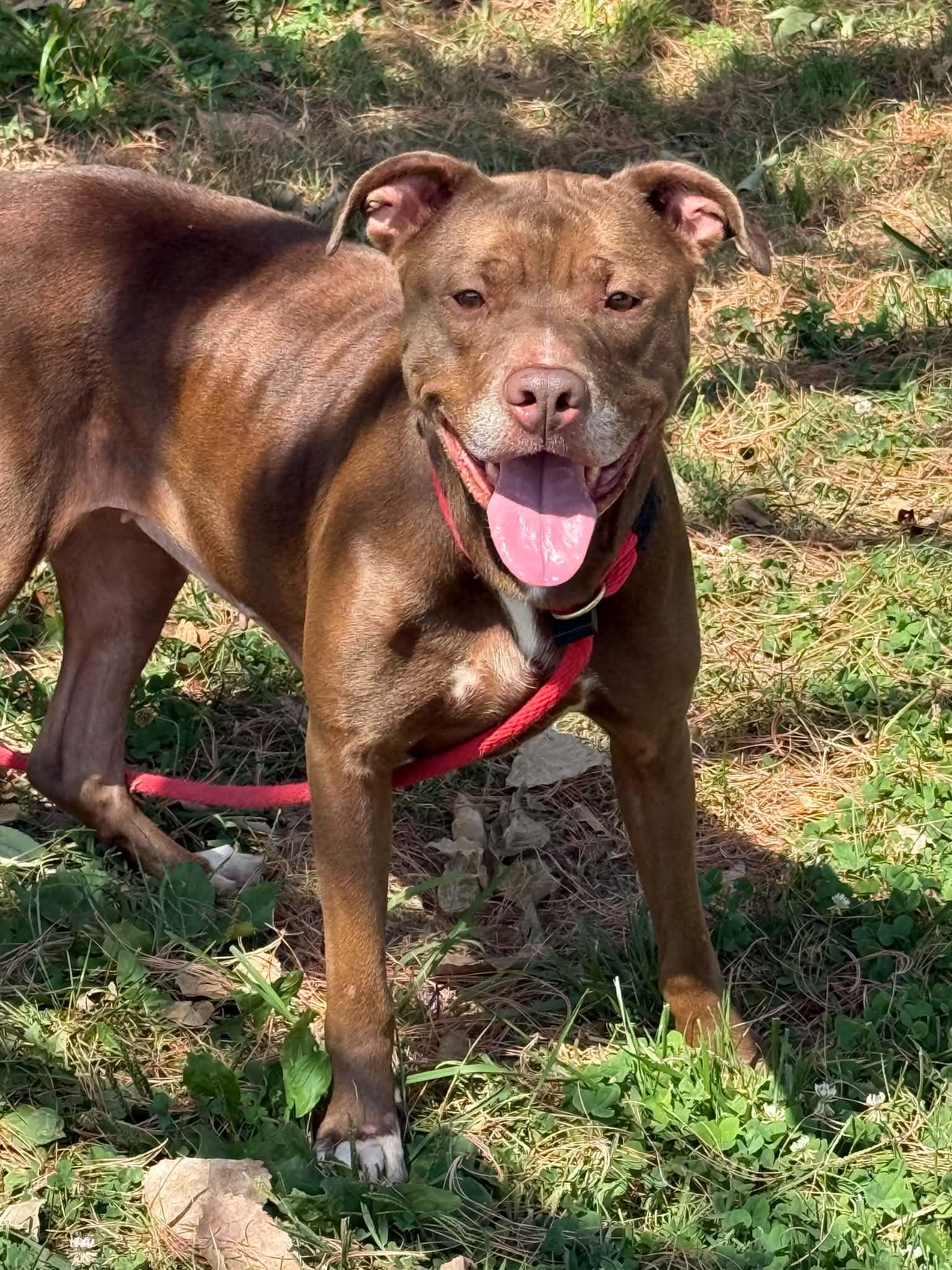 June, adopted, Adult Female Pit Bull Terrier.