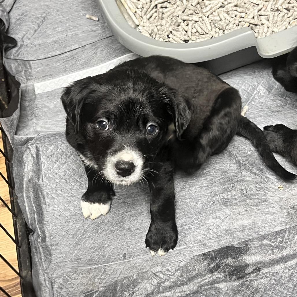 Ariel, Adoptable, Puppy Female German Shepherd Dog & Pit Bull Terrier.