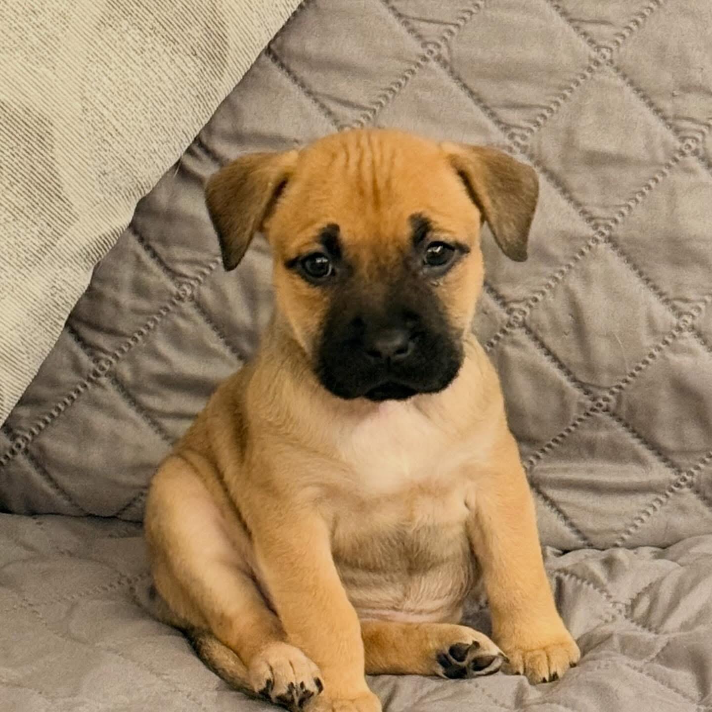 Enlarge Harley, an adopted mixed breed in O'Fallon, MO image 3/6
