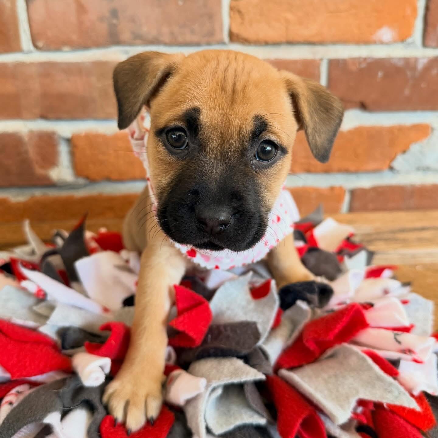 Harley, adopted, Puppy Female Chihuahua & Pit Bull Terrier.