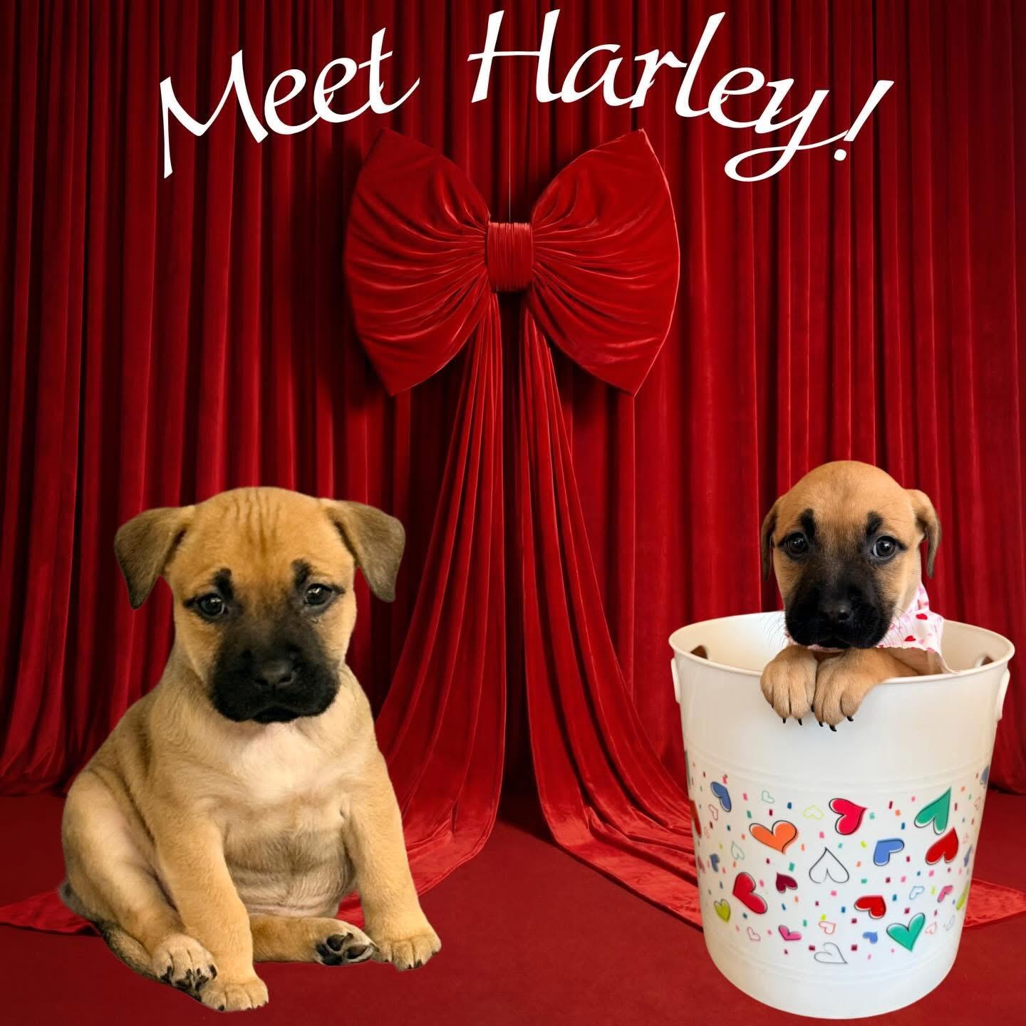 Enlarge Harley, an adopted mixed breed in O'Fallon, MO image 4/6