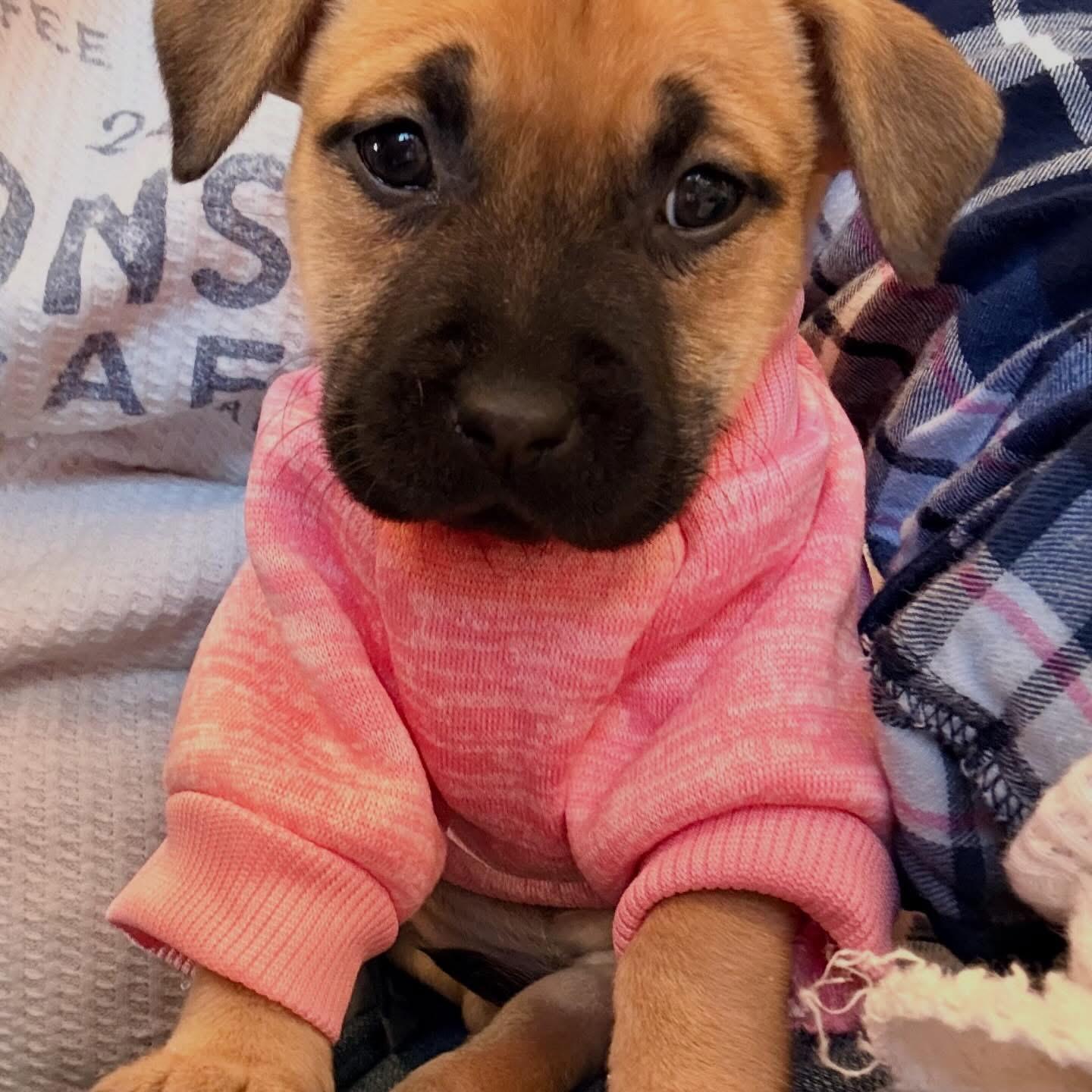 Enlarge Harley, an adopted mixed breed in O'Fallon, MO image 5/6