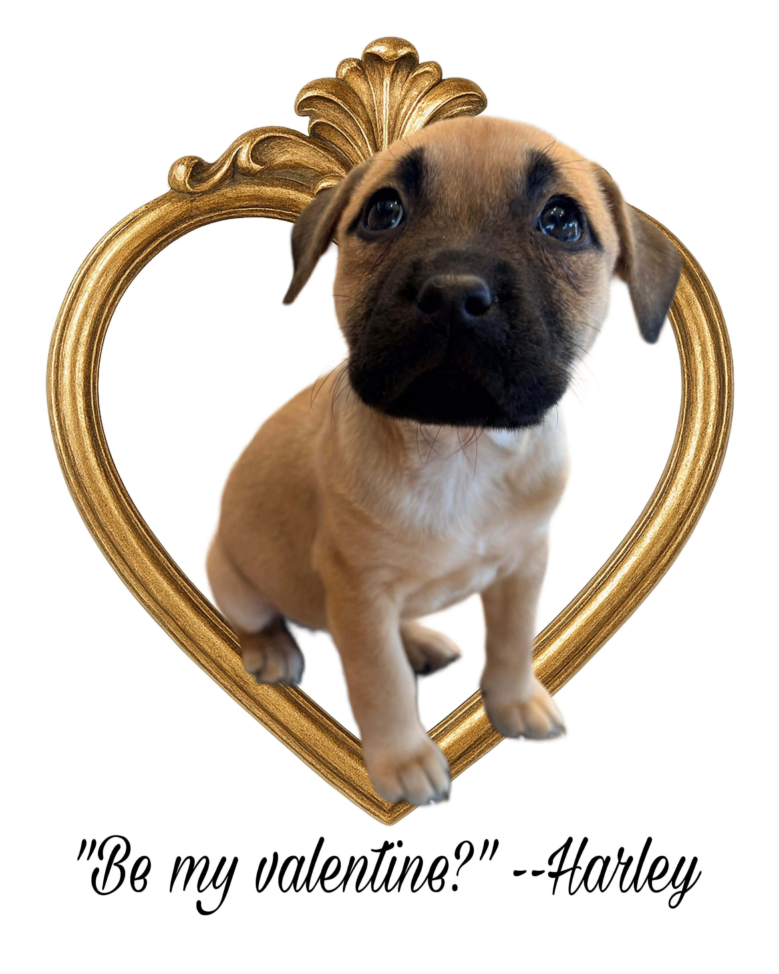 Enlarge Harley, an adopted mixed breed in O'Fallon, MO image 6/6