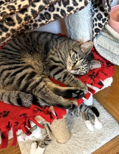 Enlarge Sorrel, a ADOPTABLE Domestic Short Hair in Medina, OH image 1/3