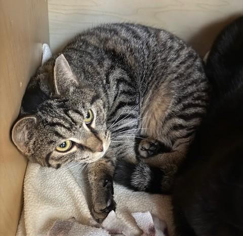 Enlarge Sorrel, a ADOPTABLE Domestic Short Hair in Medina, OH image 1/2