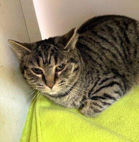 Enlarge Sorrel, a ADOPTABLE Domestic Short Hair in Medina, OH image 1/1