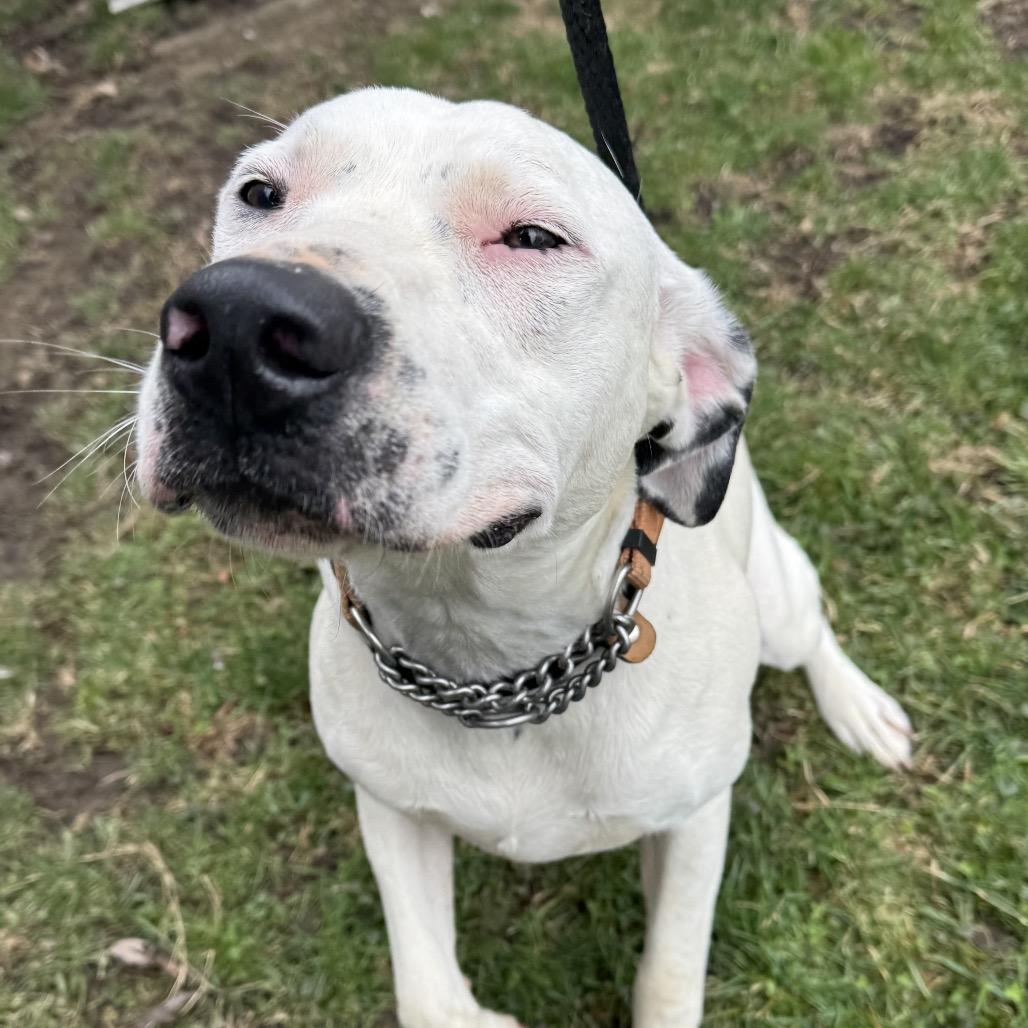 Nash, Adoptable, Young Male German Shorthaired Pointer.