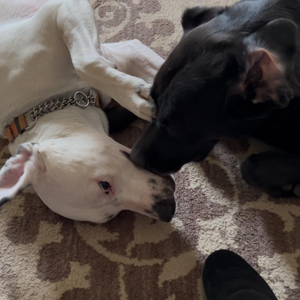 Enlarge Nash, a Adoptable German Shorthaired Pointer in Ferndale, MI image 3/6