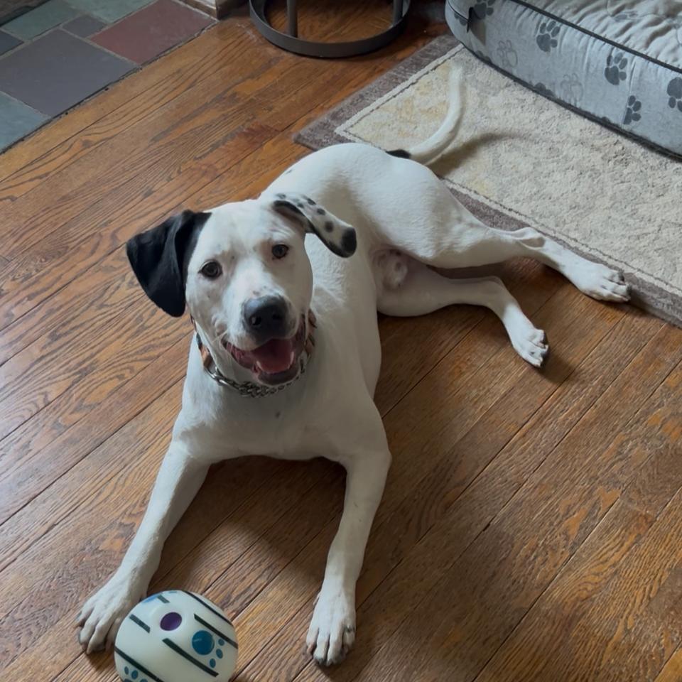 Enlarge Nash, a Adoptable German Shorthaired Pointer in Ferndale, MI image 4/6