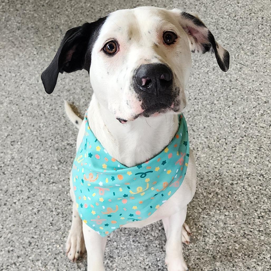 Enlarge Nash, a Adoptable German Shorthaired Pointer in Ferndale, MI image 5/6
