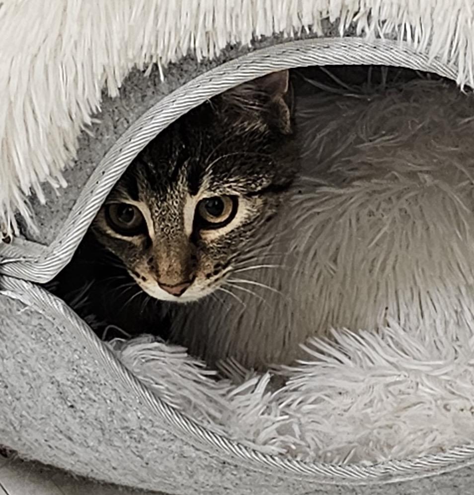 Enlarge Maple, an adopted Domestic Short Hair in Redmond, WA image 3/3