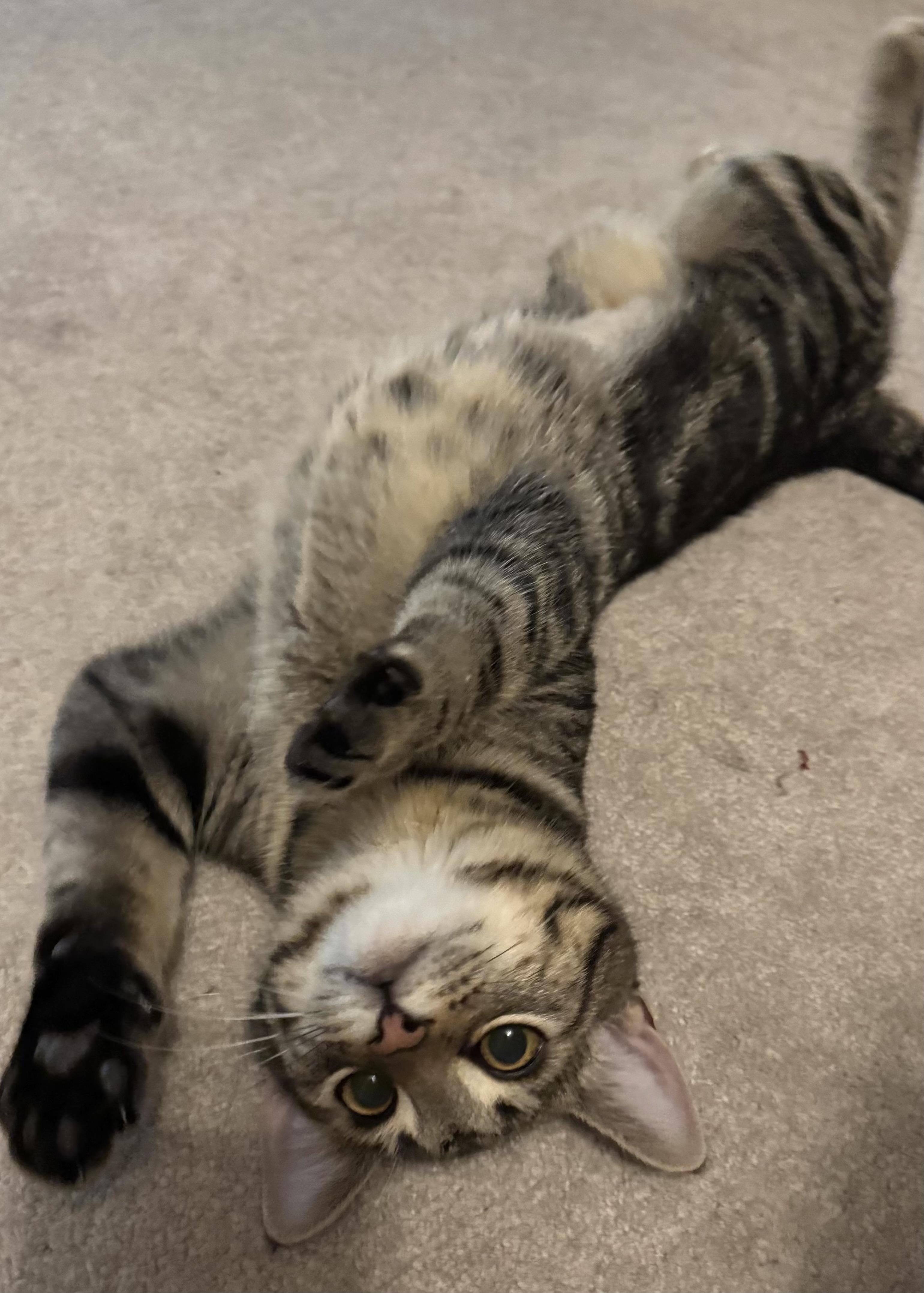 Maple, adopted, Kitten Female Domestic Short Hair.