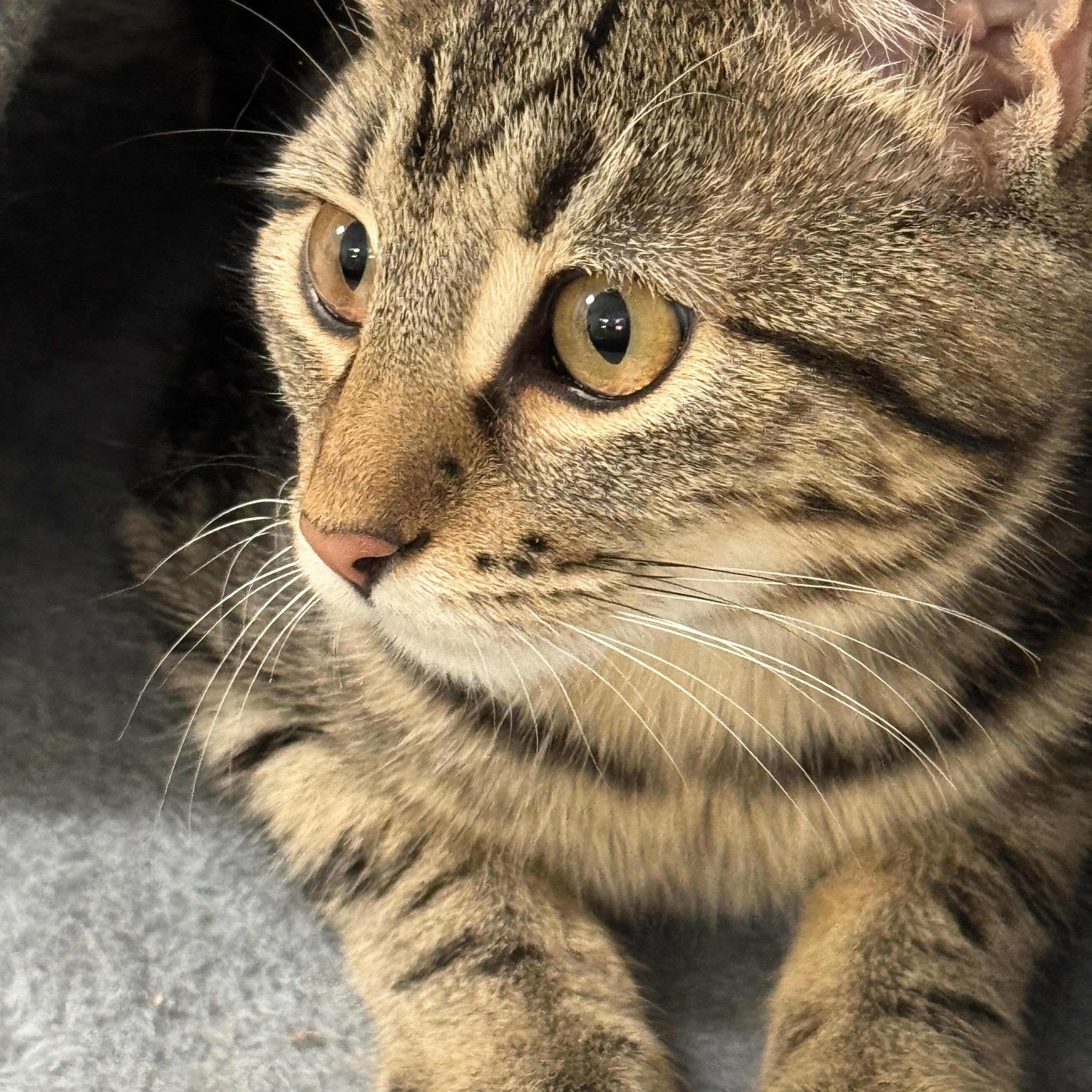 Enlarge Maple, an adopted Domestic Short Hair in Redmond, WA image 2/3